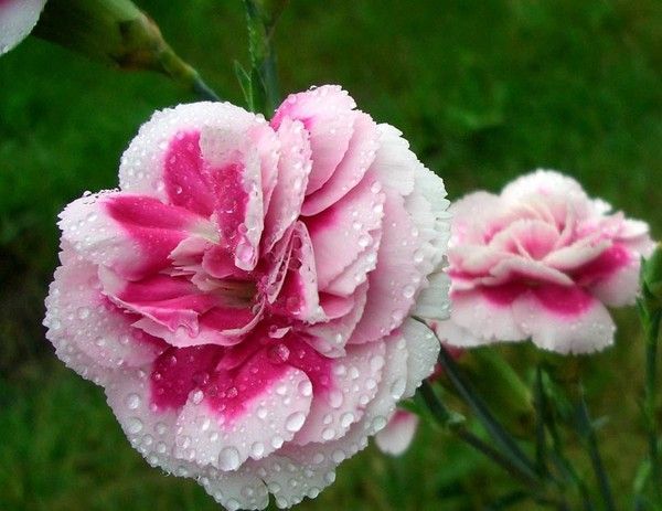 Seul Dieu fait mourir et fait vivre