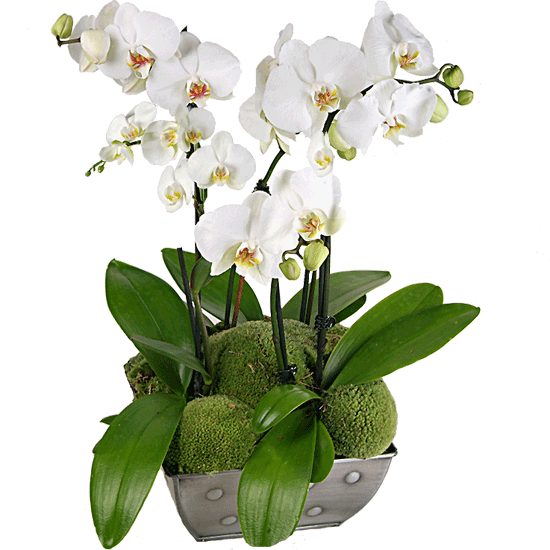clipart gratuit orchidée - photo #31