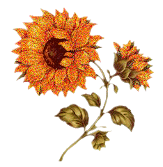 Fleurs oranges