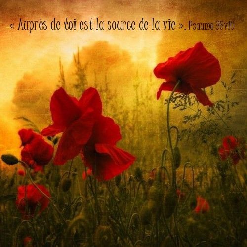 Islandburner, Tableau Tableaux Sur Toile Fleur Des Champs De Coquelicots Au Coucher Du Soleil Impression Image Motif Moderne Décoration Affiche Photo PYC